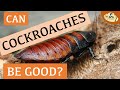 Majestic Madagascan Hissing Cockroach: 5 Things You NEED to Know! | Intriguing Invertebrates