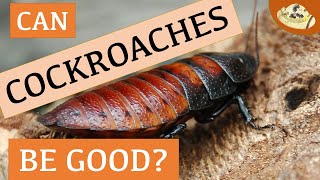 Majestic Madagascan Hissing Cockroach: 5 Things You NEED to Know! | Intriguing Invertebrates