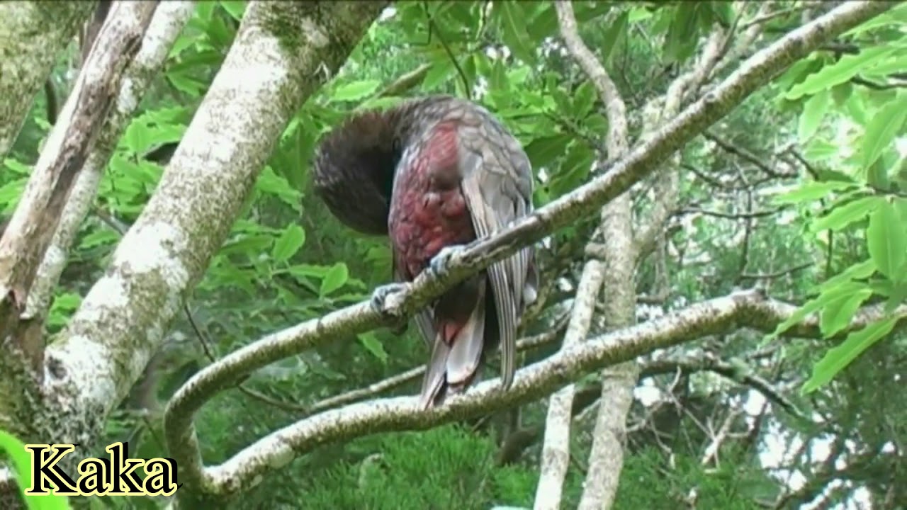 Birds of North Island of New Zealand 2010 to 2015 02 