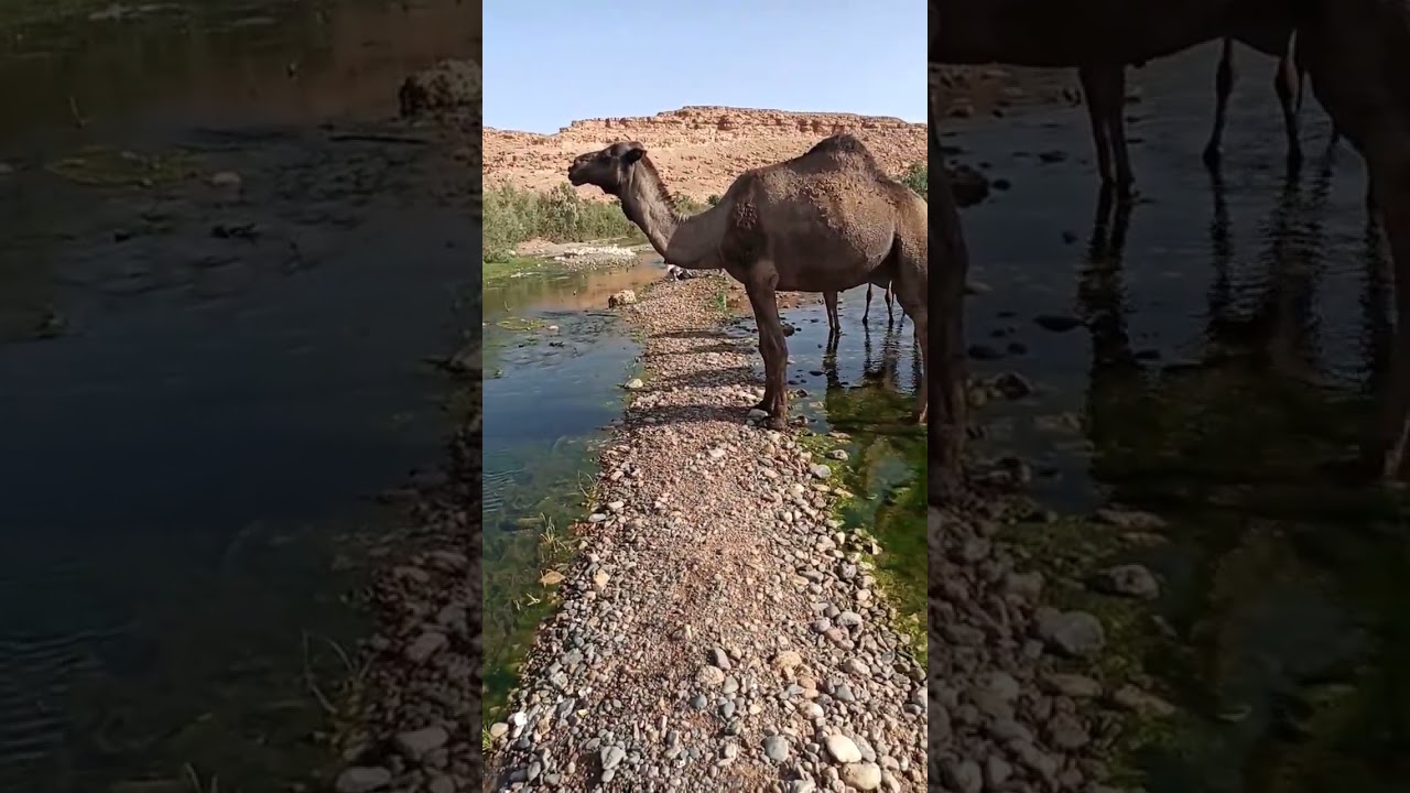 Herd Of Camels