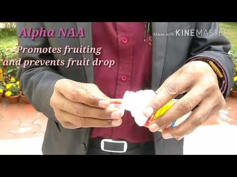 How to Promote Flowering and Prevent Fruit Drop in your Plants.