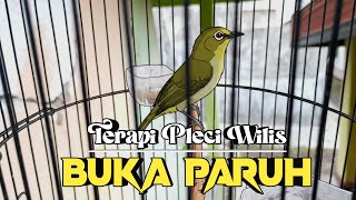 TERAPI PLECI DAKUN WILIS AGAR BUKA PARUH