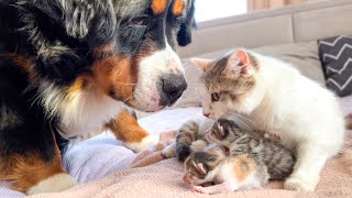 Bernese Mountain Dog Meets Newborn Kittens with Mom for the First Time by Teddy 288,461 views 1 year ago 2 minutes, 25 seconds