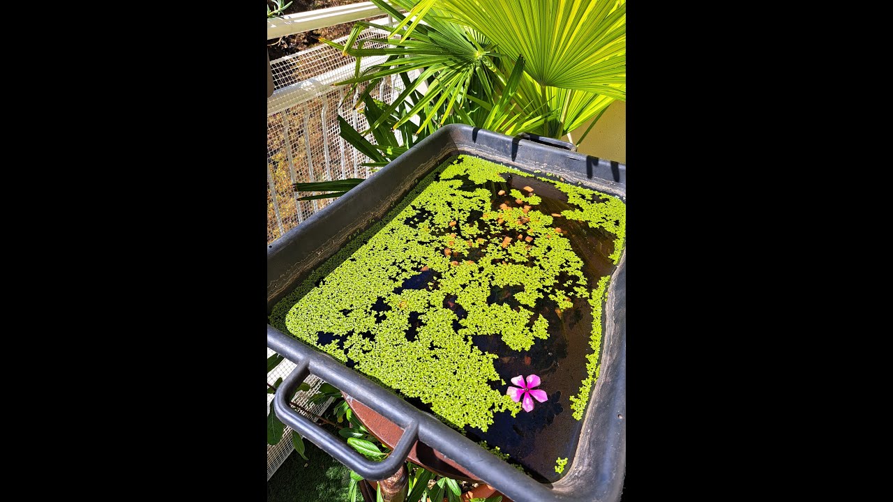 Superfood: come coltivare le lenticchie d'acqua sul balcone con un consumo minimo di risorse