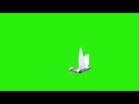 Green Screen Flying Dove Bird Animation Effect HD No Copyright Video