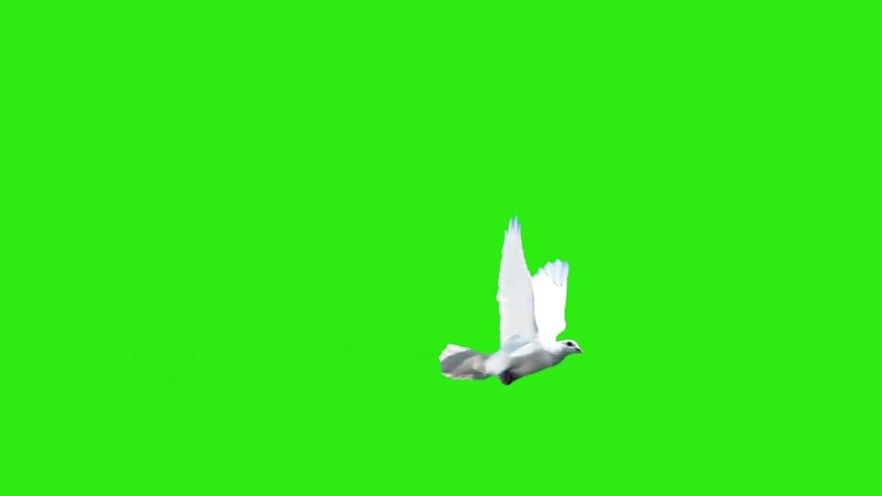 Green Screen Flying Dove Bird Animation Effect | HD No Copyright Video