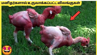 மனதரகளல உரவககபபடட வலஙககள Most Bizarre Animals Created By Humans Story Bytes Tamil