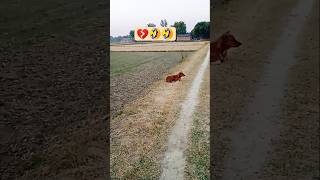 #morning  #love #viral #shorts