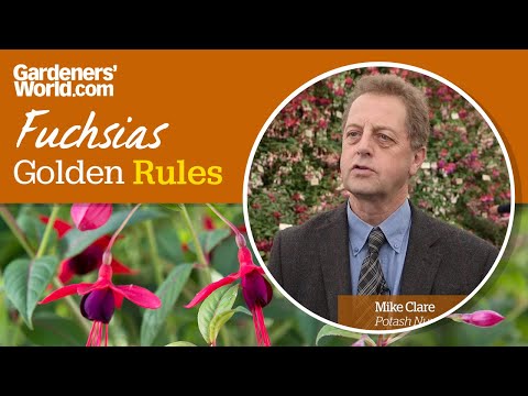Video: Vinne fuchsiaplanter: Hvad skal man gøre, når fuchsiaplanteblade visner