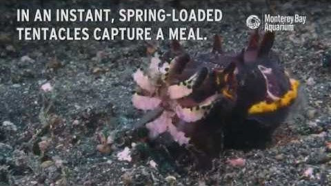 Cephalopods Are Clever Hunters!