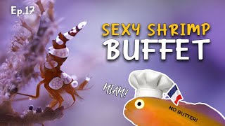 Adding Sexy Shrimp in my nano reef | Ep.17 Nano Reef Competition