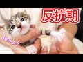 生後２０日目の赤ちゃん子猫の早すぎる反抗期！？【保護猫】