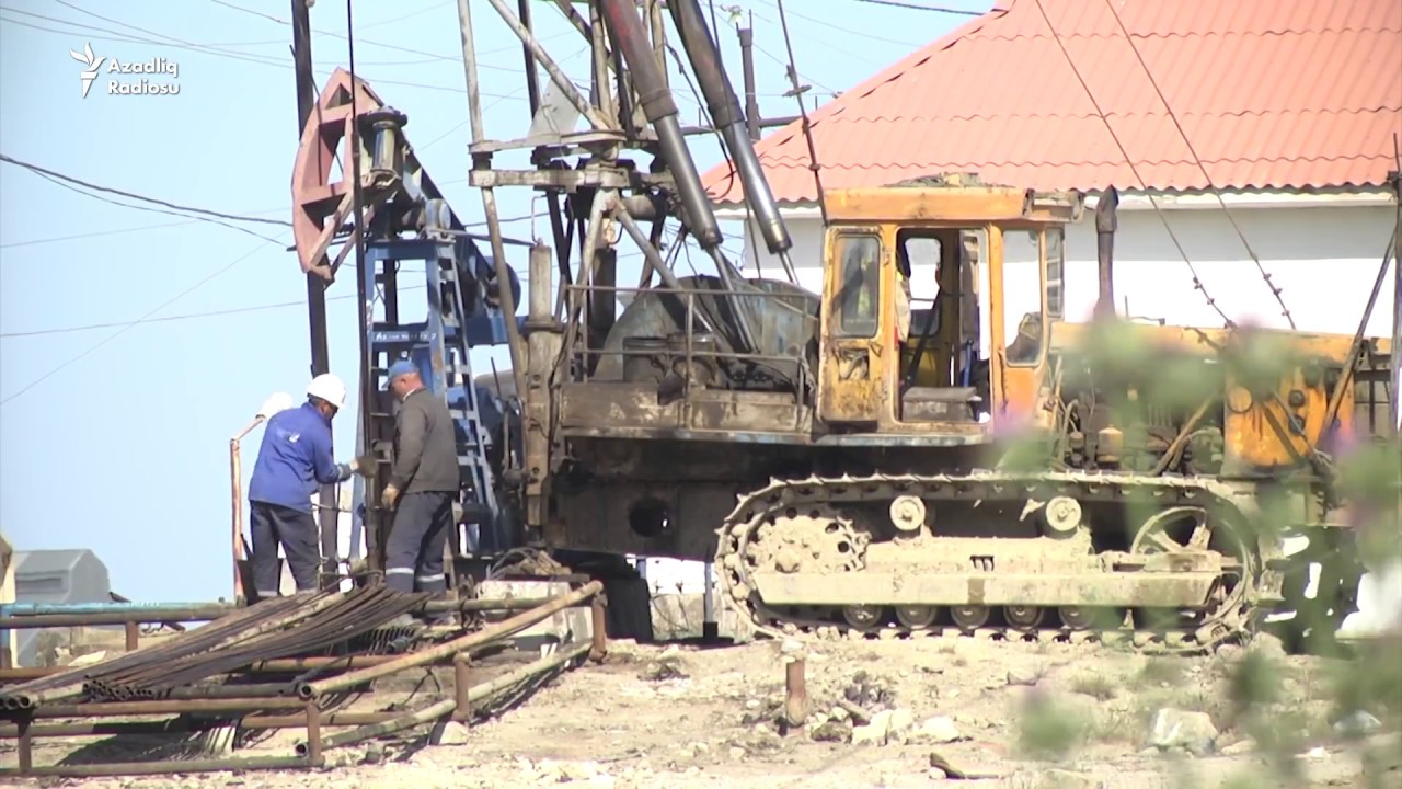 İtlər, ilanlar və ağcaqanadlar arasında həyat