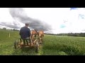 DRAFT HORSES: Mowing Clover Hay