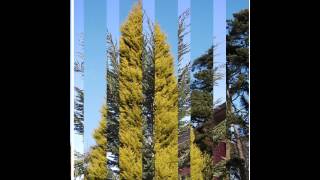 КИПАРИС (CUPRESSUS) сем. Кипарисовые КИПАРИС (CUPRESSUS) сем. Кипарисовые