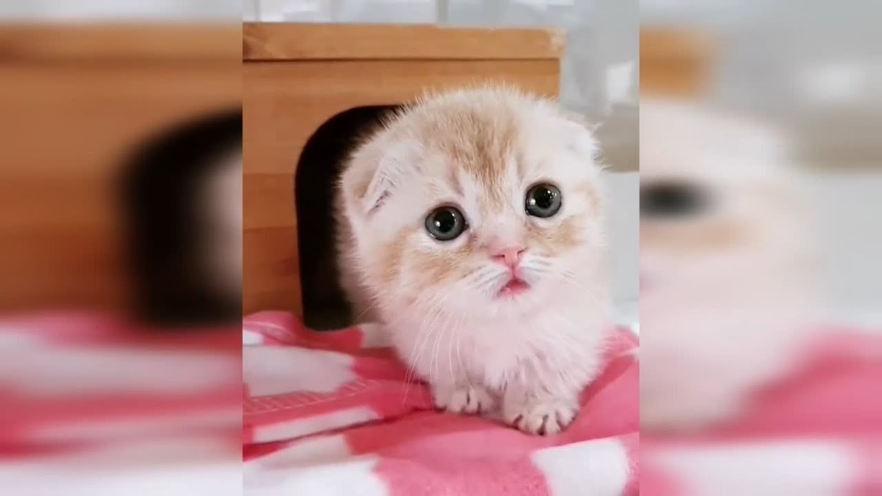 En Sevimli Yavru Kediler Kucuk Kediler Yavru Kedi Videolari Youtube
