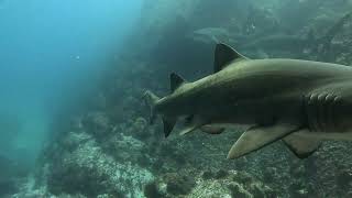 Information Grey Nurse Sharks - Fish Rock - South West Rocks - New South Wales - Australia News