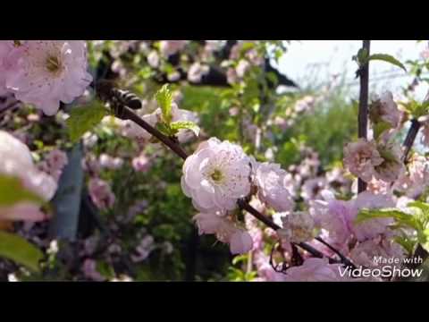 фото японская сакура