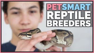 Calling 84 PetSmarts - Where do they actually get reptiles?