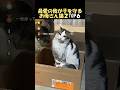 ㊗️140万再生🌸我が子が一番！お母さん猫２#海外 #動物 #funnyanimals