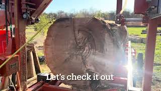 Sawmilling a massive red oak tree! Almost too heavy for the skid steer!