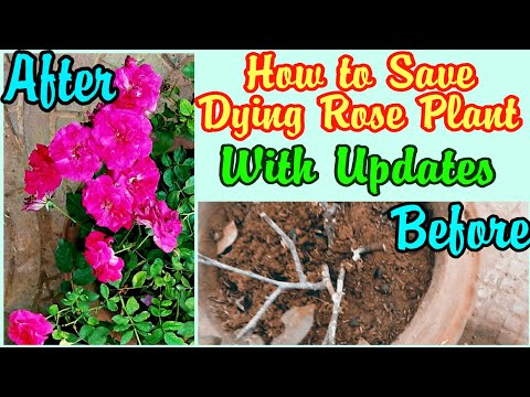 24 - How to Save and Care a DYING Rose Plant [With Updates] Scale Attack || Rose Garden || Rose Era