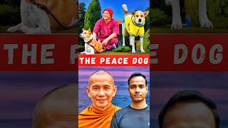 Aloka The Peace Dog #samsunny #walkforpeace #buddhism