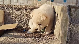 The abandoned dog was found early in the morning. The dog was hungry to eat grass and curled up in