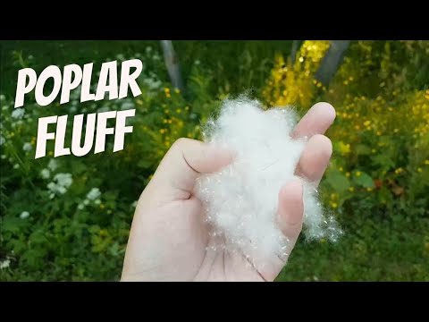 Video: How To Make A Panel Of Poplar Fluff Depicting A Kitten