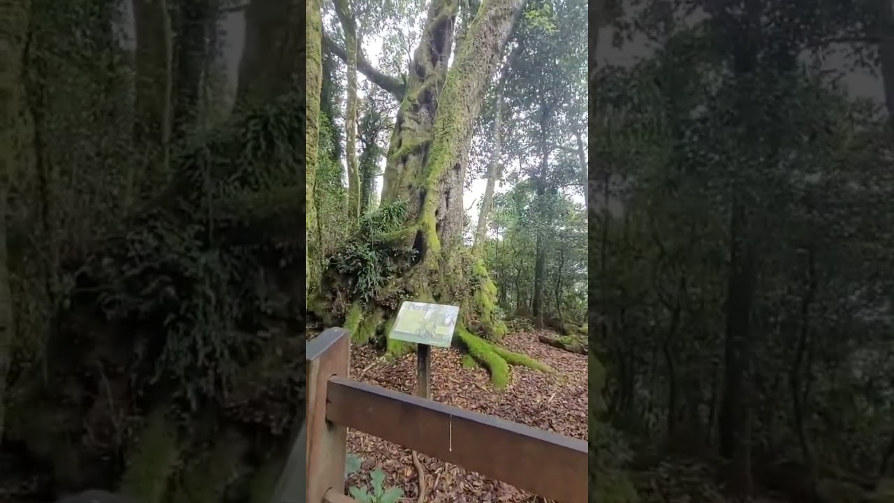 #AntarcticBeechtrees