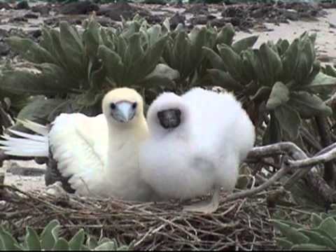 inrap recrutement L'Utile, 1761. Esclaves oubliés