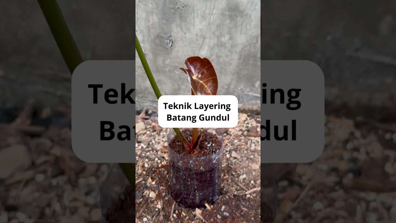 image teknik layering untuk cabang bawah