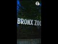 Bronx Zoo worker taken to hospital after being 'nipped' by crocodile