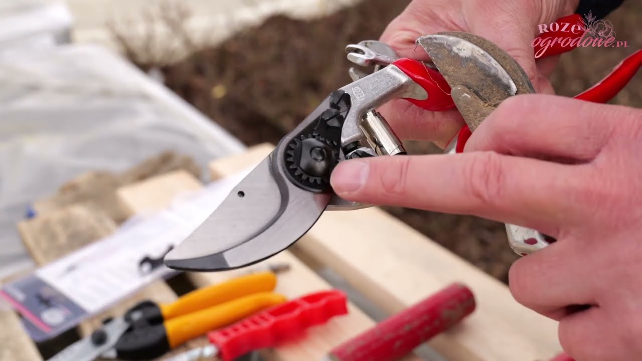 4 kroki do sprawnego sekatora. Zadbaj o sekator aby służył długie lata.