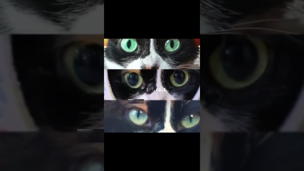 Куки прайм💀🪅 