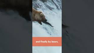 The REAL Reason To STAY AWAY From Bears!