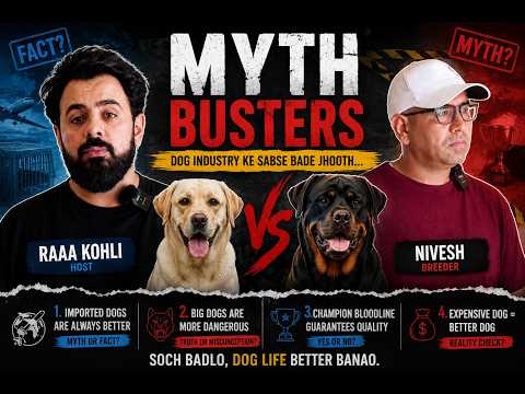 English Mastiff Myths Busted | The Truth Every Dog Lover Should Know | #LetsTalkK9