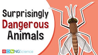 Surprisingly Dangerous Animals