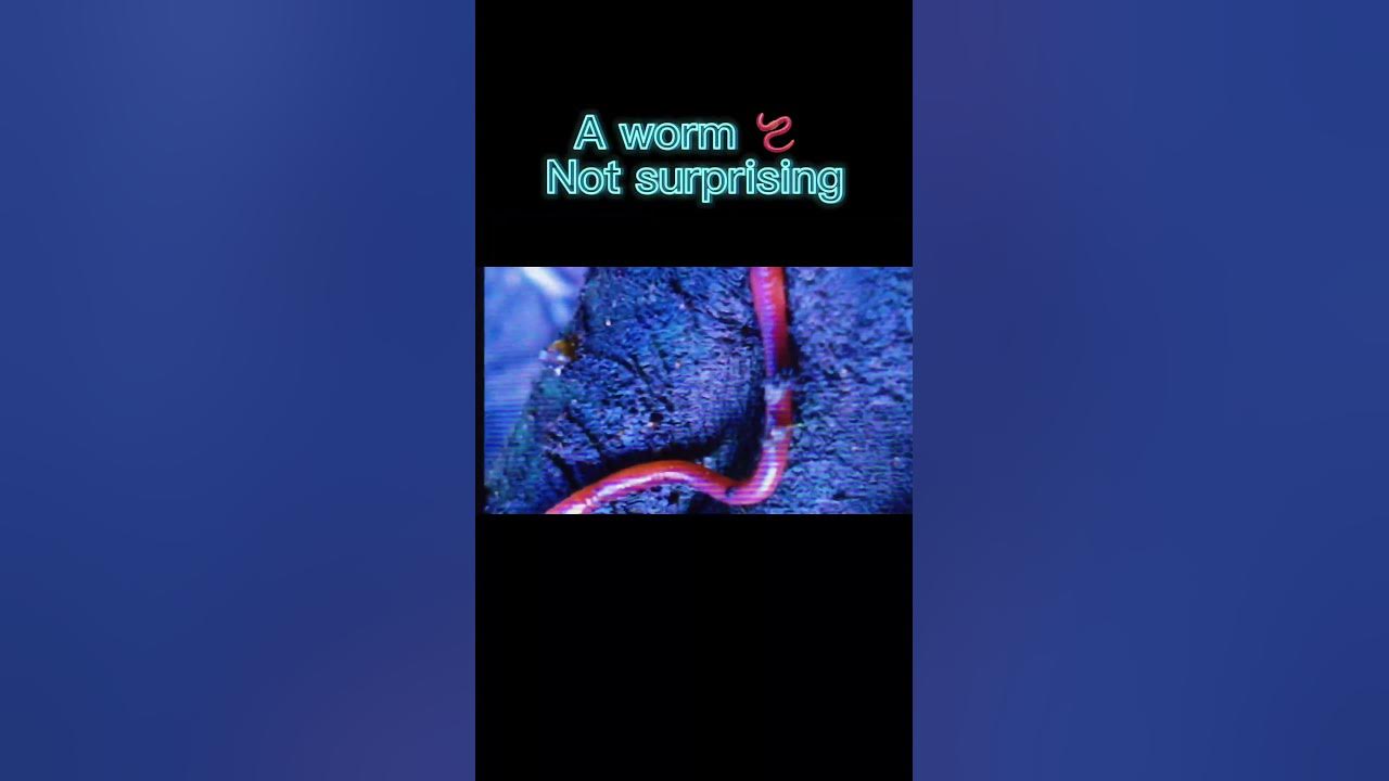 The Weakest Animal In The World Is YouTube what-is-the-weakest-animal-in-the-world