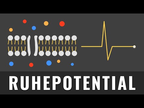 Video: Haben alle Zellen ein Ruhemembranpotential?