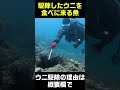 駆除したウニを食べに来る魚たち