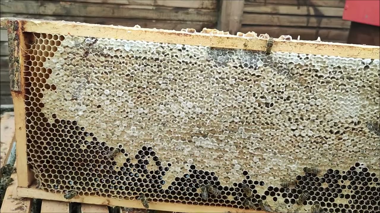 Kdy můžeme vytáčet med? Jak pozná včelař pohledem, nebo jakou jednoduchou kontrolou, že med zralý?