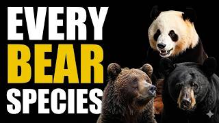 From Panda to Polar Bear: All Bear Types Explained in 7 Minutes