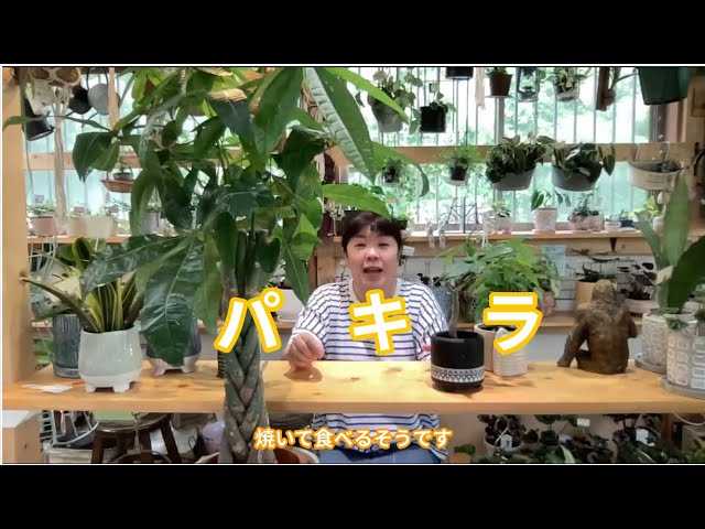 パキラの魅力と育て方 [ 福岡 糸島 観葉植物 & 雑貨 店 ] - YouTube