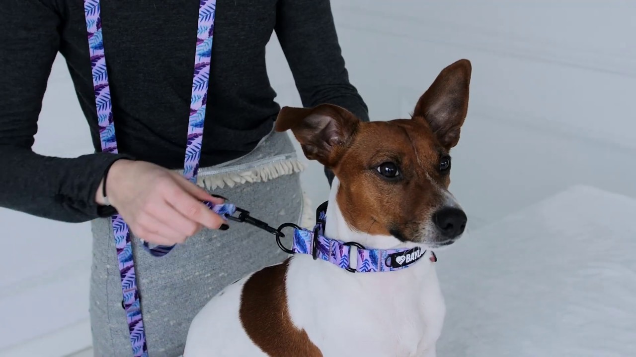 Jak dobrać obrożę półzaciskową dla psa?