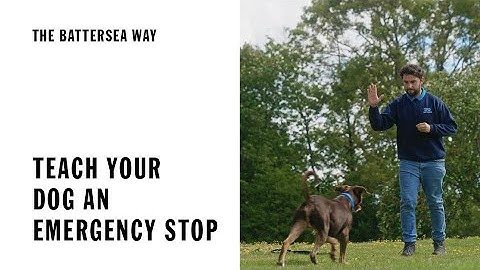 Teach your dog an emergency stop | The Battersea Way