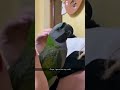 birds being adorable #funny #talkingparot #funnyanimals #nonstoptalkingparrot #funnybirds