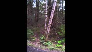 Dog scared after hearing wood knocks .