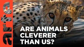 Are Animals Cleverer than Us | ARTE.tv Documentary