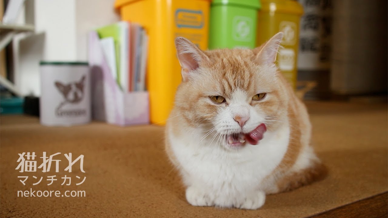 munchkin cat breeders near me 食後のベロベロがとまらない、満足げなマンチカン菊之助-Relax after eating Munchkin Grooming
